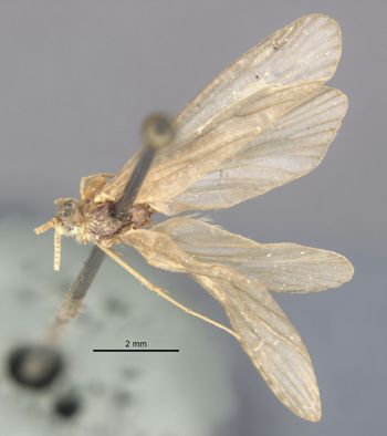 Media type: image;   Entomology 11540 Aspect: habitus dorsal view